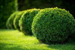 Landscaping Services in Wentzville, MO